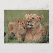 Kutest Baby Animals | Lion Cub en moeder Briefkaart (Voorkant)