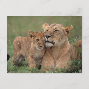 Kutest Baby Animals   Lion Cub en moeder Briefkaart