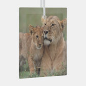 Kutest Baby Animals | Lion Cub en moeder Glas Ornament (Voorkant Rechts)