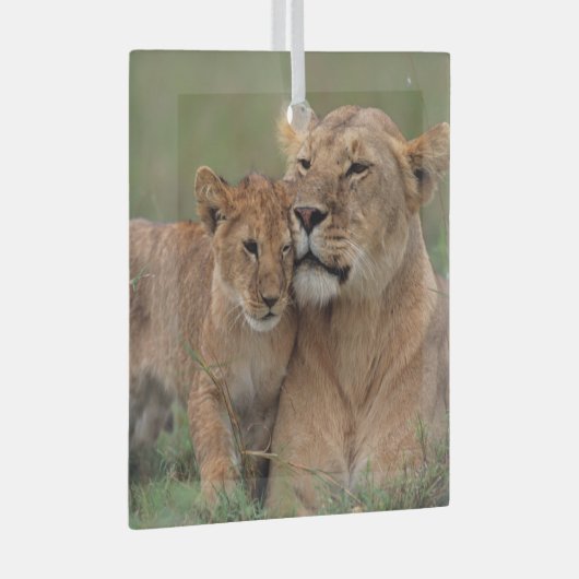 Kutest Baby Animals | Lion Cub en moeder Glas Ornament (Voorkant Rechts)