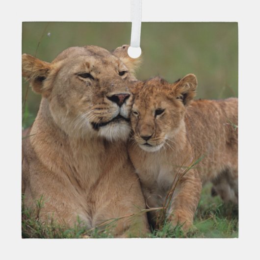Kutest Baby Animals | Lion Cub en moeder Glas Ornament (Achterkant)