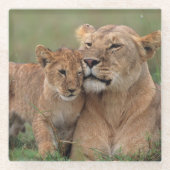 Kutest Baby Animals | Lion Cub en moeder Glazen Onderzetter (Voorkant)