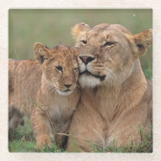 Kutest Baby Animals | Lion Cub en moeder Glazen Onderzetter (Voorkant)