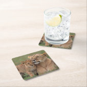 Kutest Baby Animals | Lion Cub en moeder Kartonnen Onderzetters (Insitu)