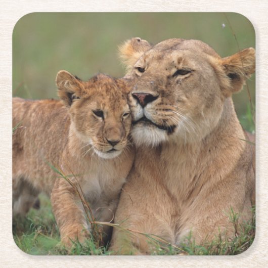 Kutest Baby Animals | Lion Cub en moeder Kartonnen Onderzetters (Voorkant)