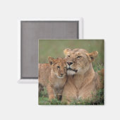 Kutest Baby Animals | Lion Cub en moeder Magneet (Voorkant / Achterkant)