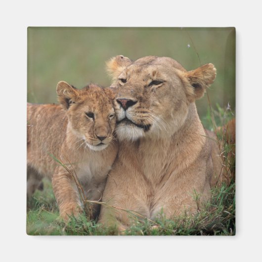 Kutest Baby Animals | Lion Cub en moeder Magneet (Voorkant)