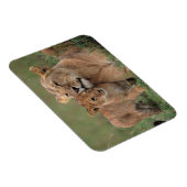 Kutest Baby Animals | Lion Cub en moeder Magneet (Rechterzijde)