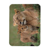 Kutest Baby Animals | Lion Cub en moeder Magneet (Verticaal)