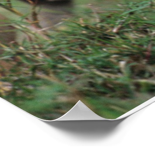 Kutest Baby Animals | Lion Cub en moeder Poster (Hoek)