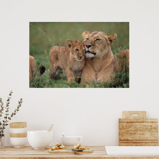 Kutest Baby Animals | Lion Cub en moeder Poster (Keuken)