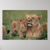 Kutest Baby Animals | Lion Cub en moeder Poster (Voorkant)