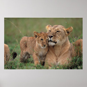 Kutest Baby Animals Lion Cub en moeder Poster