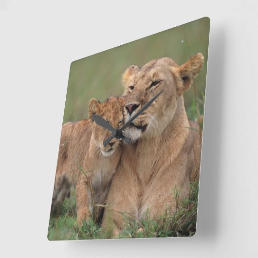 Kutest Baby Animals | Lion Cub en moeder Vierkante Klok (Hoek)
