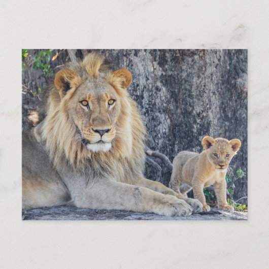 Kutest Baby Animals | Lion Dad & Cub Briefkaart (Voorkant)