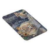 Kutest Baby Animals | Lion Dad & Cub Magneet (Rechterzijde)