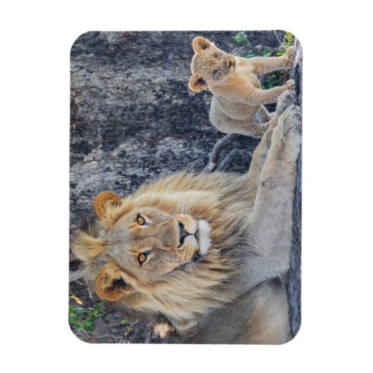 Kutest Baby Animals | Lion Dad & Cub Magneet (Verticaal)