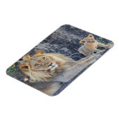 Kutest Baby Animals | Lion Dad & Cub Magneet (Linkerzijde)