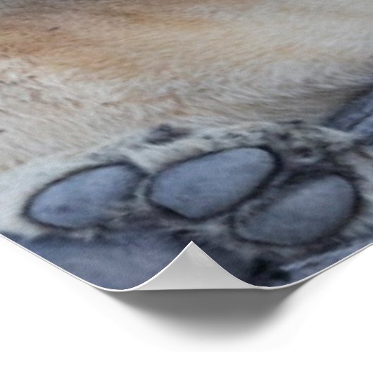 Kutest Baby Animals | Lion Dad & Cub Poster (Hoek)