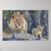 Kutest Baby Animals | Lion Dad & Cub Poster (Voorkant)