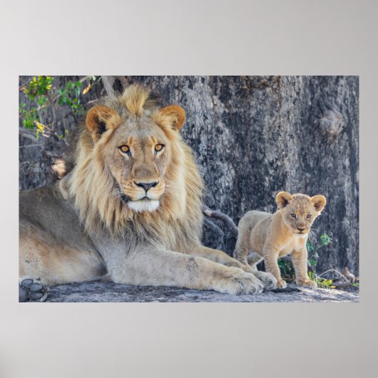 Kutest Baby Animals | Lion Dad & Cub Poster (Voorkant)