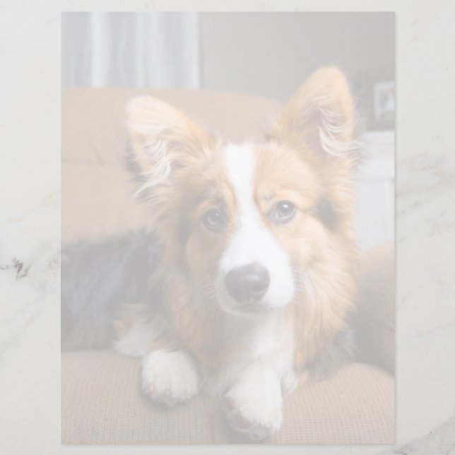 Kutest Baby Animals | Long Hair Corgi Puppy (Voorkant)