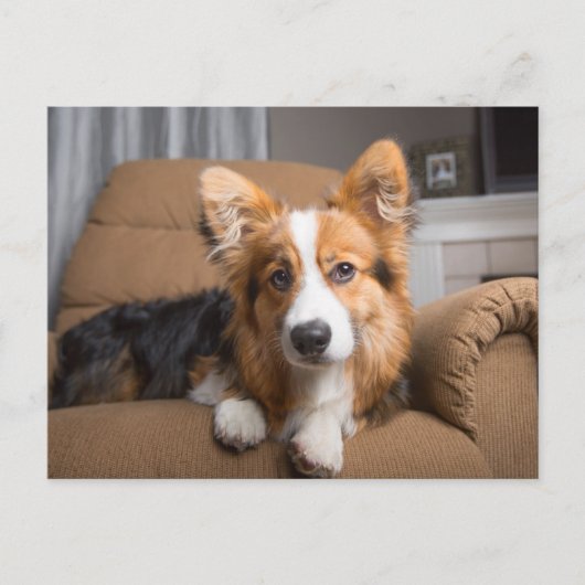 Kutest Baby Animals | Long Hair Corgi Puppy Briefkaart (Voorkant)