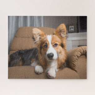 Kutest Baby Animals Long Hair Corgi Puppy Legpuzzel