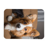 Kutest Baby Animals | Long Hair Corgi Puppy Magneet (Horizontaal)
