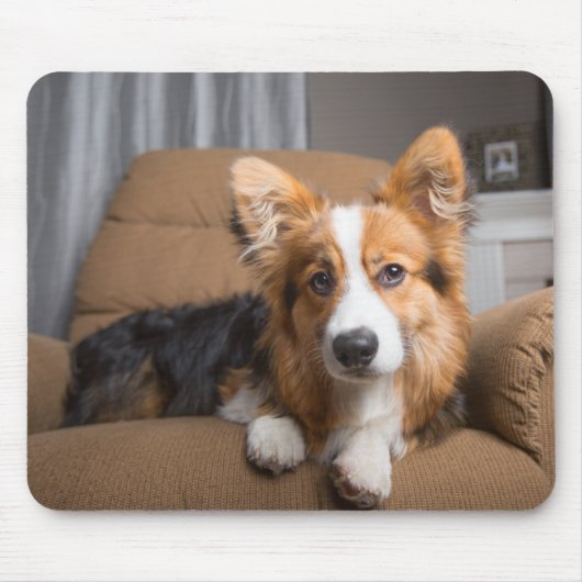 Kutest Baby Animals | Long Hair Corgi Puppy Muismat (Voorkant)