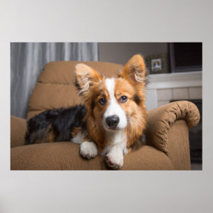 Kutest Baby Animals Long Hair Corgi Puppy Poster