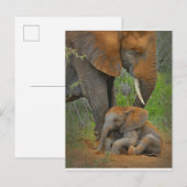 Kutest Baby Animals | Mama Elephant & Baby Briefkaart (Voorkant / Achterkant)