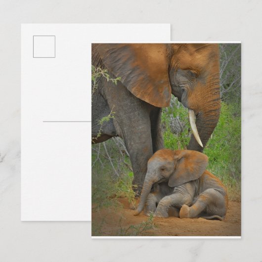 Kutest Baby Animals | Mama Elephant & Baby Briefkaart (Voorkant / Achterkant)