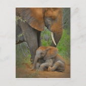 Kutest Baby Animals | Mama Elephant & Baby Briefkaart (Voorkant)