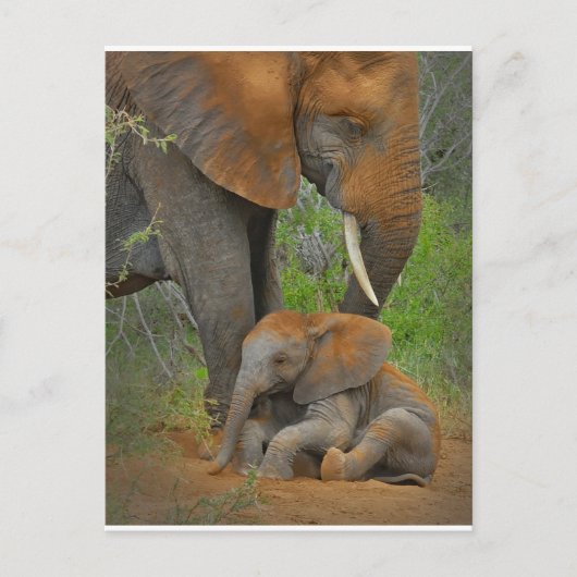Kutest Baby Animals | Mama Elephant & Baby Briefkaart (Voorkant)