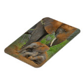 Kutest Baby Animals | Mama Elephant & Baby Magneet (Linkerzijde)