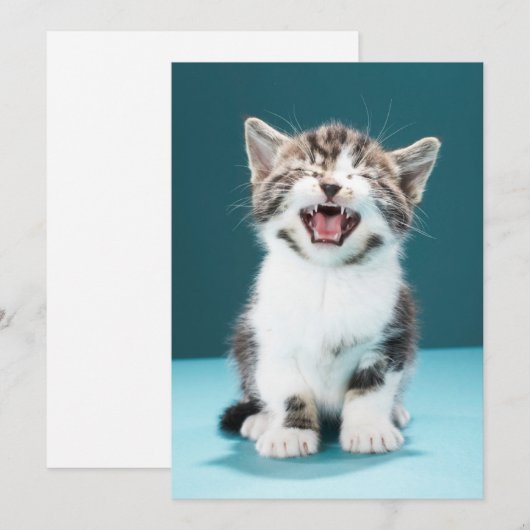 Kutest Baby Animals | Medue Baby Kitten Bedankkaart (Voorkant / Achterkant)