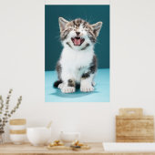 Kutest Baby Animals | Medue Baby Kitten Poster (Keuken)