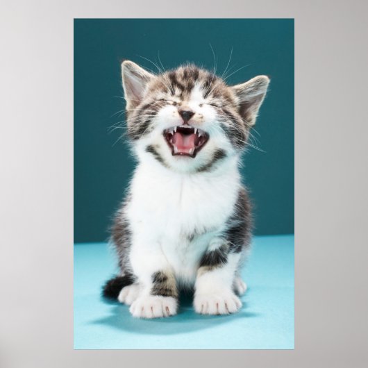 Kutest Baby Animals | Medue Baby Kitten Poster (Voorkant)