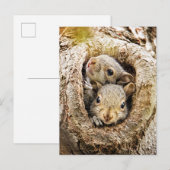 Kutest Baby Animals | Merkwaardige Baby eekhoorns Briefkaart (Voorkant / Achterkant)
