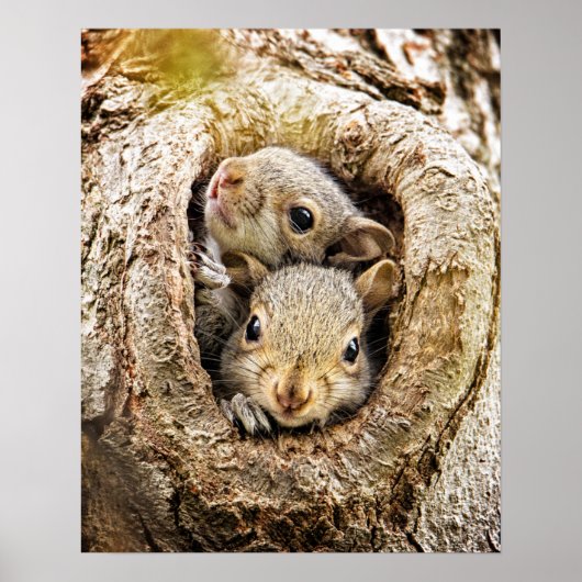 Kutest Baby Animals | Merkwaardige Baby eekhoorns Poster (Voorkant)