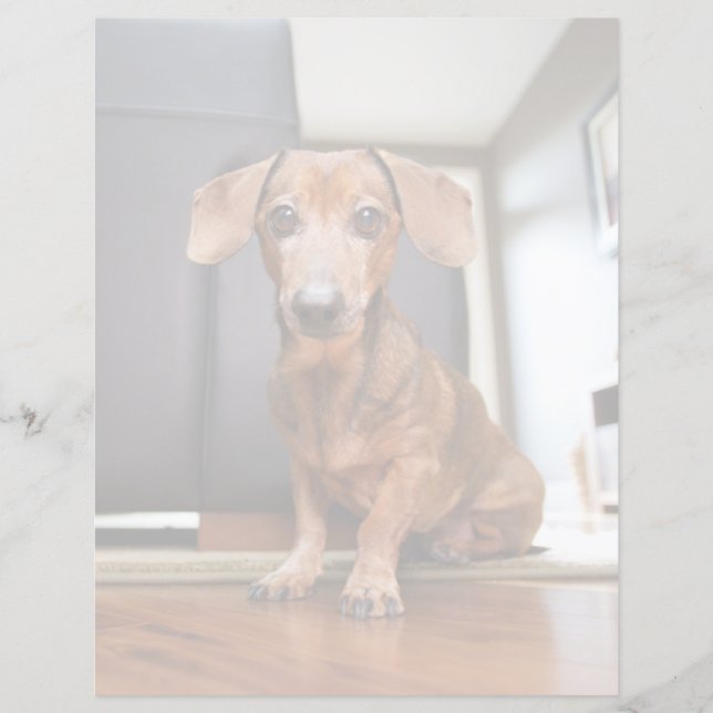 Kutest Baby Animals | Mini Dachshund Puppy (Voorkant)
