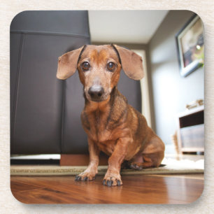 Kutest Baby Animals Mini Dachshund Puppy Bier Onderzetter