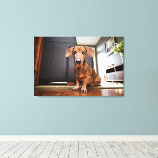Kutest Baby Animals | Mini Dachshund Puppy Canvas Afdruk (Insitu (Houten vloer))