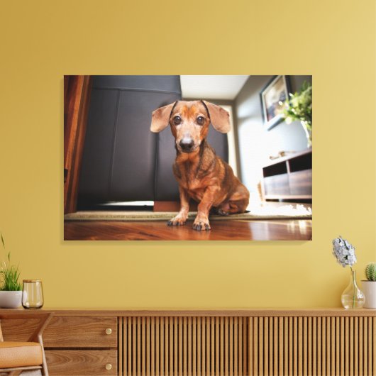 Kutest Baby Animals | Mini Dachshund Puppy Canvas Afdruk (Insitu (Woonkamer))