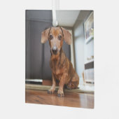 Kutest Baby Animals | Mini Dachshund Puppy Glas Ornament (Voorkant links)