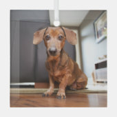 Kutest Baby Animals | Mini Dachshund Puppy Glas Ornament (Voorkant)