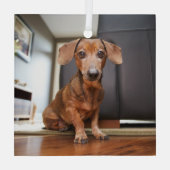 Kutest Baby Animals | Mini Dachshund Puppy Glas Ornament (Achterkant)