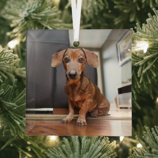 Kutest Baby Animals | Mini Dachshund Puppy Glas Ornament (Insitu)