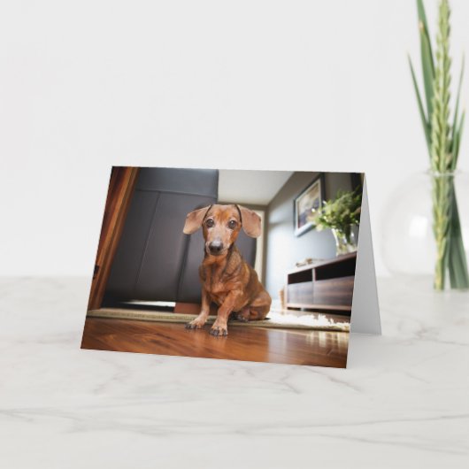 Kutest Baby Animals | Mini Dachshund Puppy Kaart (Voorkant)